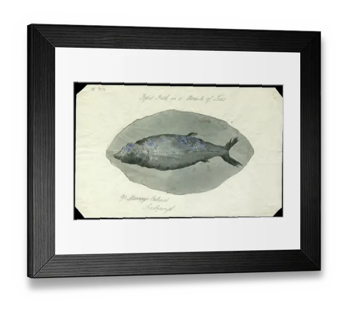 Framed Print : Fossil fish in a nodule of Lias Framed Print : Fossil fish in a nodule of Lias