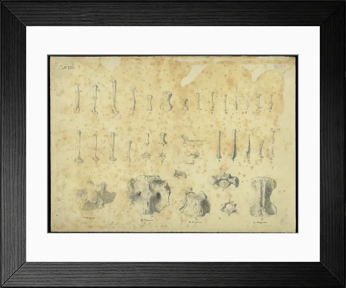 Framed Print : Bones from a cave in Wellington Valley, NSW, Australia Framed Print : Bones from a cave in Wellington Valley, NSW, Australia