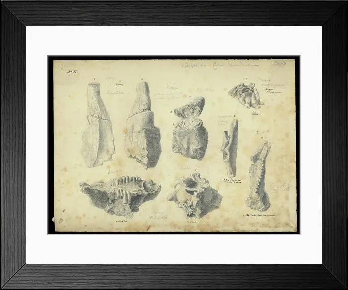 Framed Print : Bones from a cave in Wellington Valley, NSW, Australia Framed Print : Bones from a cave in Wellington Valley, NSW, Australia