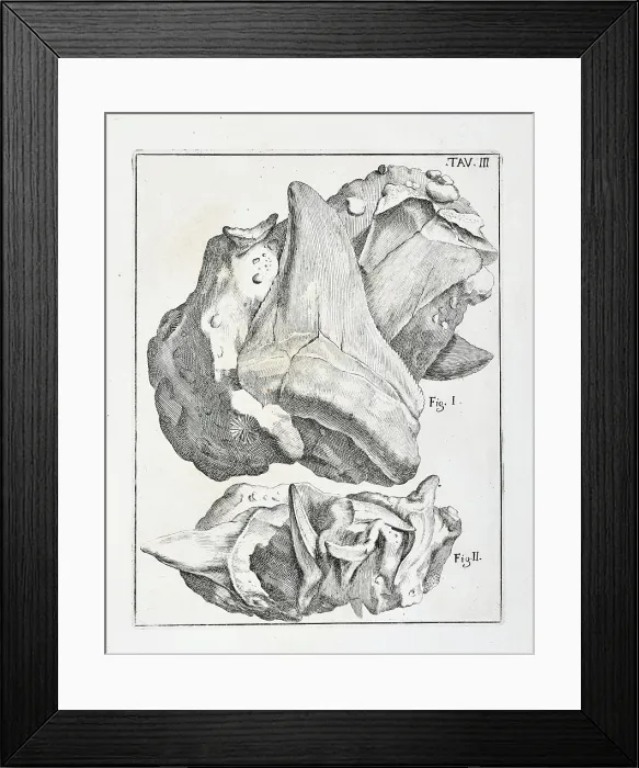Framed Print : Glossopetrae (Tongue stones) Framed Print : Glossopetrae (Tongue stones)