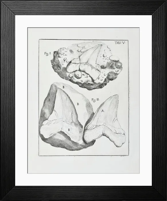 Framed Print : Glossopetra (Tongue stone) Framed Print : Glossopetra (Tongue stone)