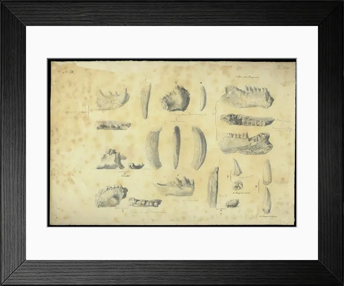 Framed Print : Bones from a cave in Wellington Valley, NSW, Australia Framed Print : Bones from a cave in Wellington Valley, NSW, Australia