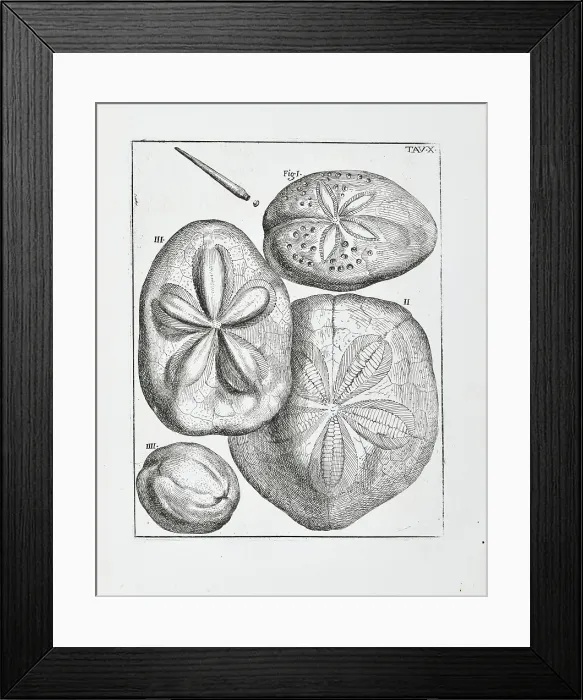 Framed Print : Sea urchins Framed Print : Sea urchins