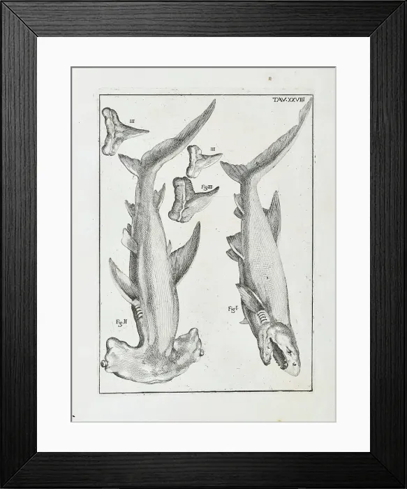 Framed Print : Hammerhead shark and white shark Framed Print : Hammerhead shark and white shark