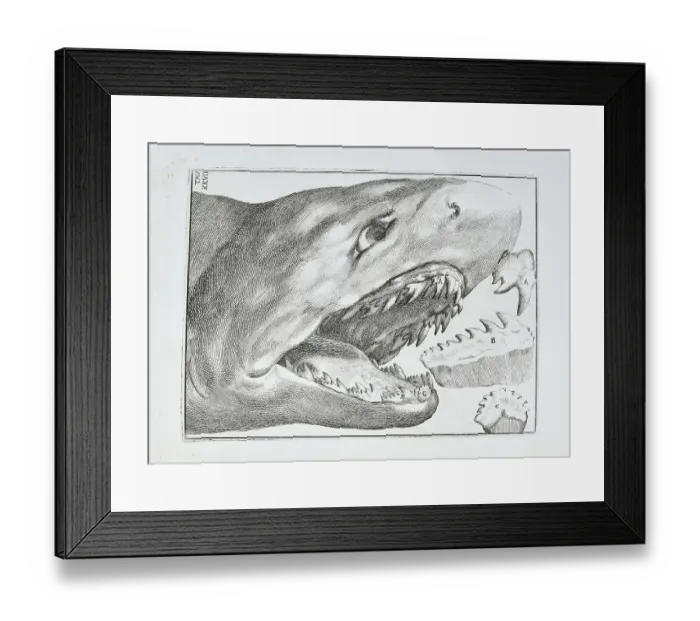 Framed Print : Shark's head and teeth Framed Print : Shark's head and teeth