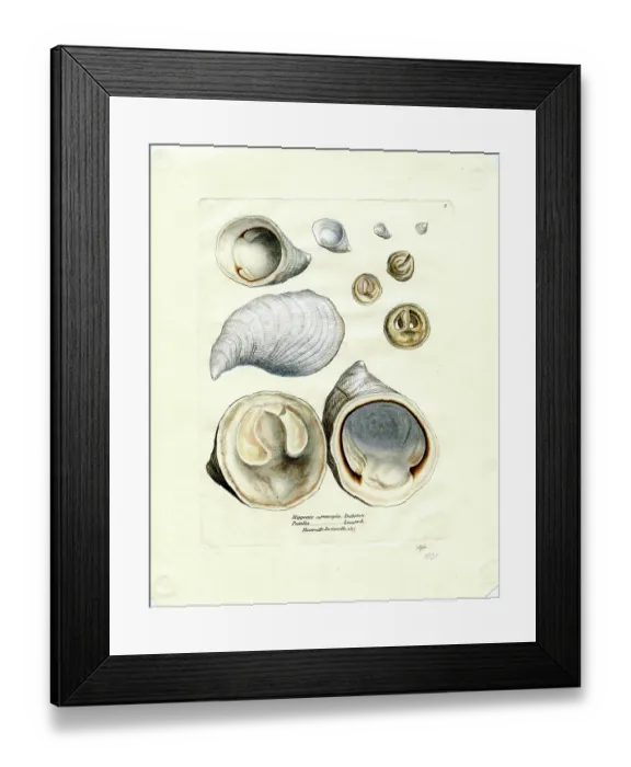Framed Print : Hypponyx cornucopia & Patella, Hauteville, De Gerville Framed Print : Hypponyx cornucopia & Patella, Hauteville, De Gerville
