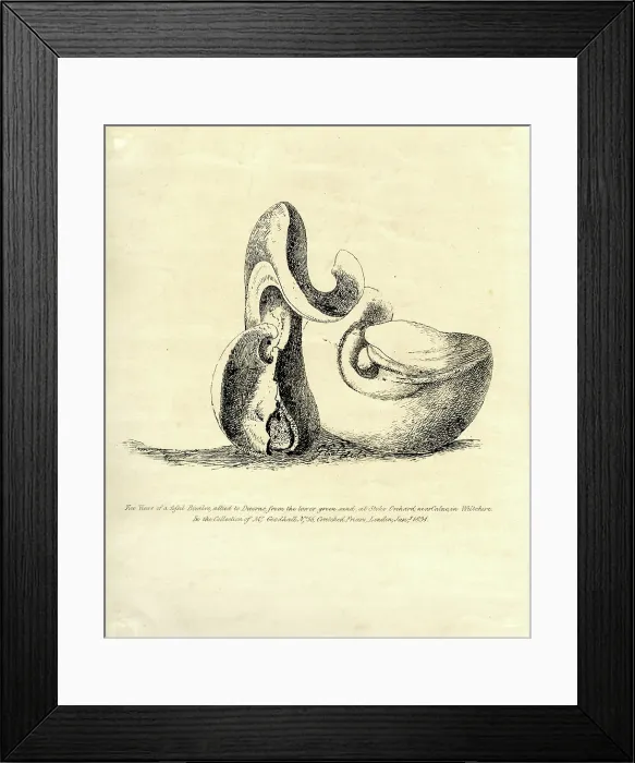 Framed Print : Two views of a fossil bivalve allied to Diceras Framed Print : Two views of a fossil bivalve allied to Diceras