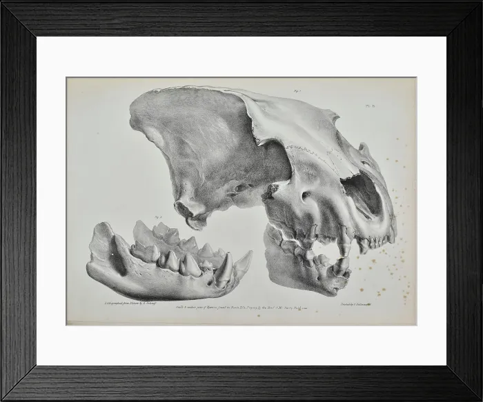 Framed Print : Skull of a hyaena from Kent's Cavern Framed Print : Skull of a hyaena from Kent's Cavern