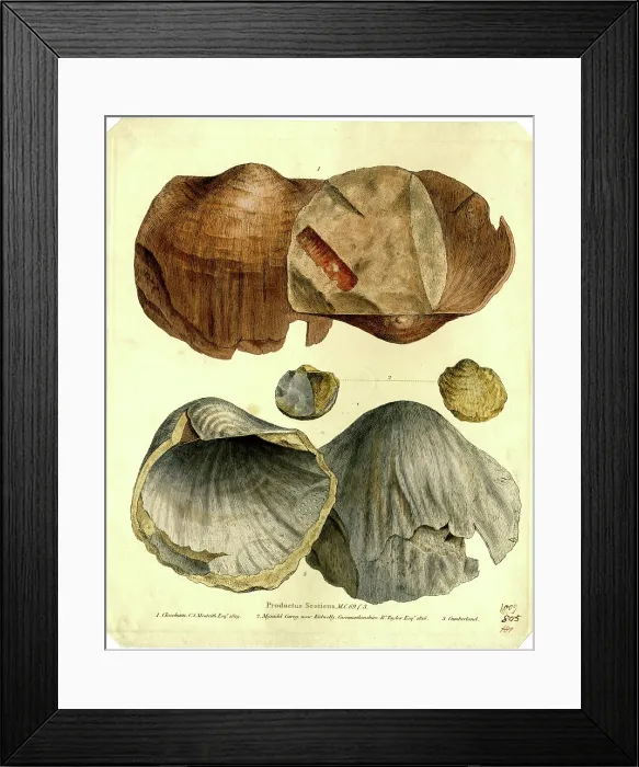 Framed Print : Productus scoticus Framed Print : Productus scoticus