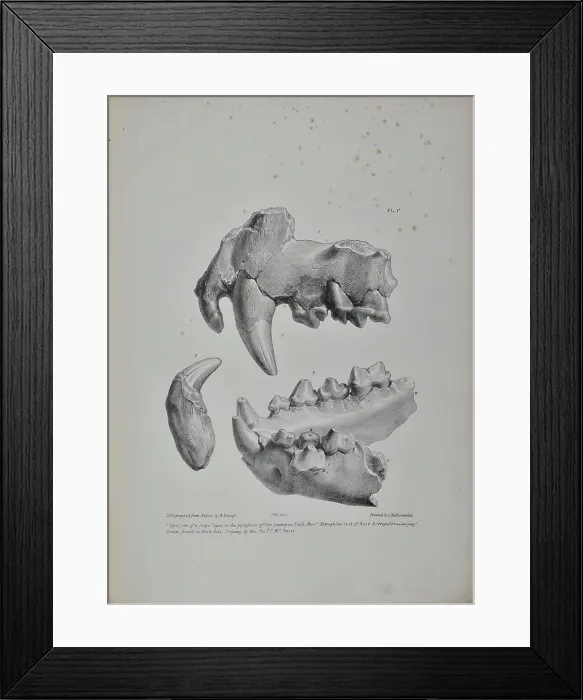 Framed Print : Jaws and teeth of a tiger, bear and hyaena - Kent's Cavern Framed Print : Jaws and teeth of a tiger, bear and hyaena - Kent's Cavern