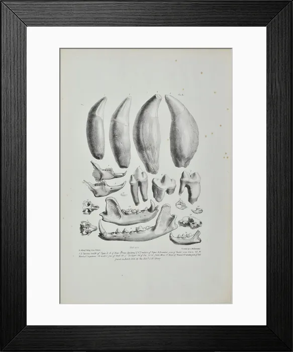 Framed Print : Teeth and jaws from Kent's Cavern Framed Print : Teeth and jaws from Kent's Cavern