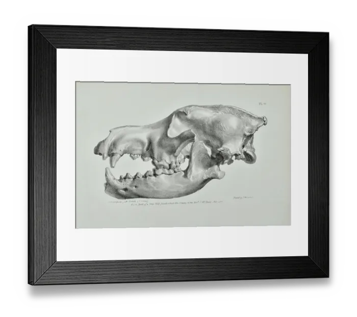 Framed Print : Head of a large wolf found in Kent's Cavern, Torquay Framed Print : Head of a large wolf found in Kent's Cavern, Torquay
