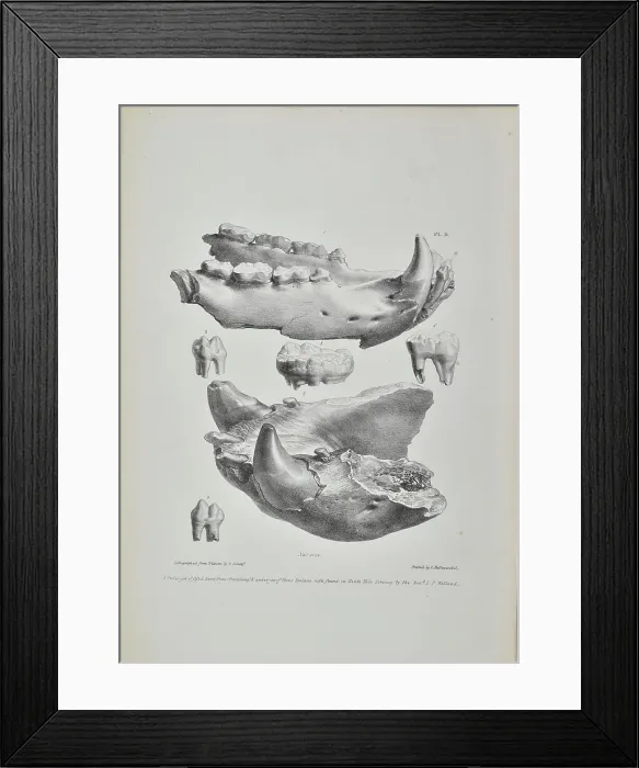 Framed Print : Jaws of bears found in Kent's Cavern Framed Print : Jaws of bears found in Kent's Cavern