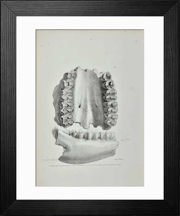 Framed Print : Palate of an elk, partially eaten by a hyaena, Kent's Cavern Framed Print : Palate of an elk, partially eaten by a hyaena, Kent's Cavern