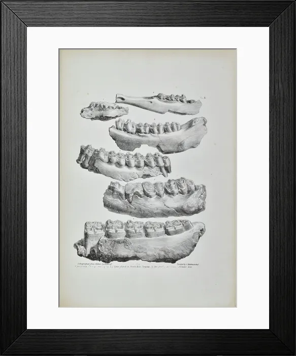 Framed Print : Jaws of a hog, deer, fox and horse found in Kent's Cavern Framed Print : Jaws of a hog, deer, fox and horse found in Kent's Cavern