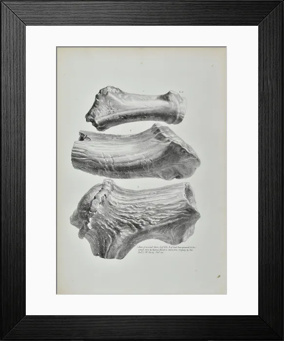 Framed Print : Horns of a small deer, elk and red deer from Kent's Cavern Framed Print : Horns of a small deer, elk and red deer from Kent's Cavern