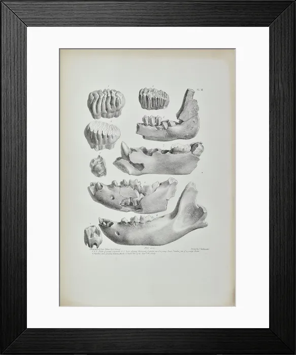 Framed Print : Teeth and jaws from Kent's Cavern Framed Print : Teeth and jaws from Kent's Cavern