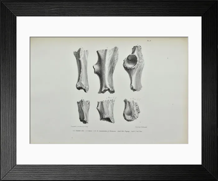 Framed Print : Gnawed bones of Rhinoceros found in Kent's Cavern Framed Print : Gnawed bones of Rhinoceros found in Kent's Cavern