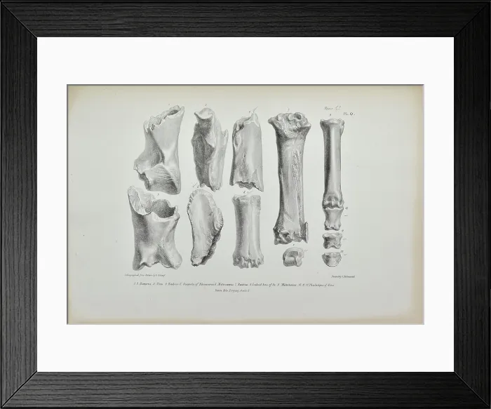 Framed Print : Bones of rhinoceros and horse found in Kent's Cavern Framed Print : Bones of rhinoceros and horse found in Kent's Cavern