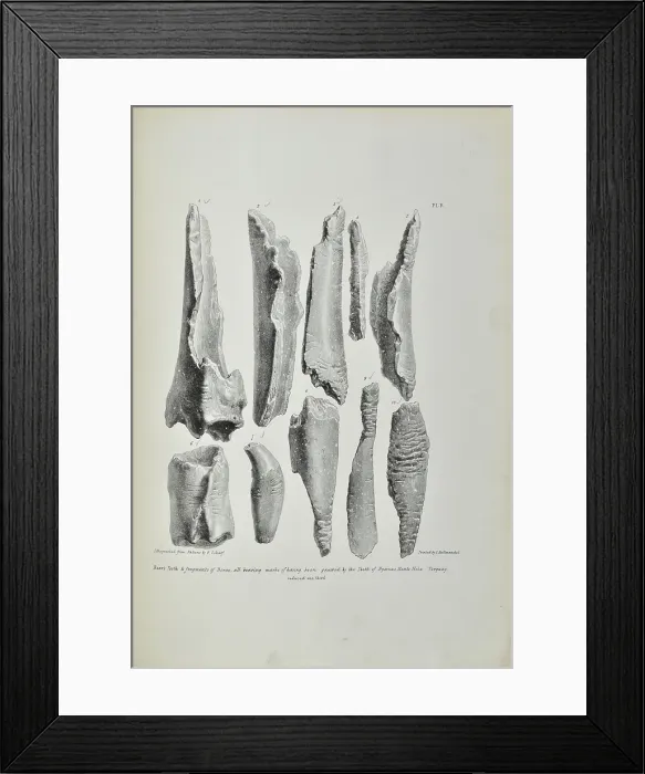 Framed Print : Bones bearing marks of having been gnawed by hyaenas Framed Print : Bones bearing marks of having been gnawed by hyaenas