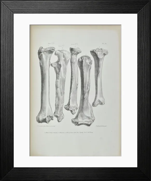 Framed Print : Bones found in Kent's Cavern Framed Print : Bones found in Kent's Cavern