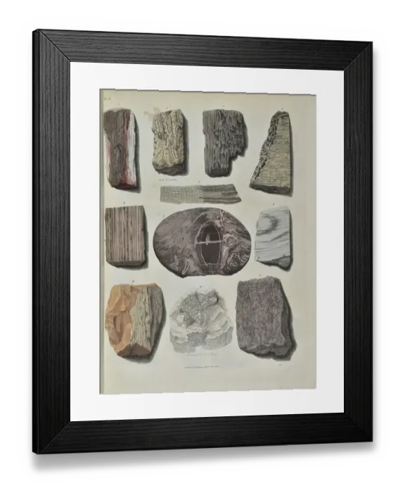 Framed Print : Remains of fossil plants, mostly trees Framed Print : Remains of fossil plants, mostly trees