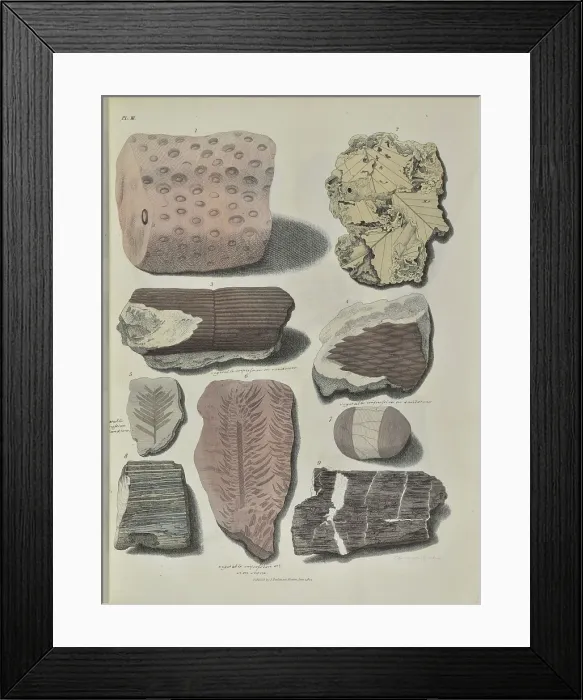 Framed Print : Remains of fossil plants Framed Print : Remains of fossil plants