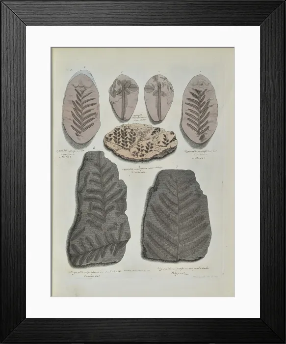 Framed Print : Remains of fossil plants, mostly ferns Framed Print : Remains of fossil plants, mostly ferns