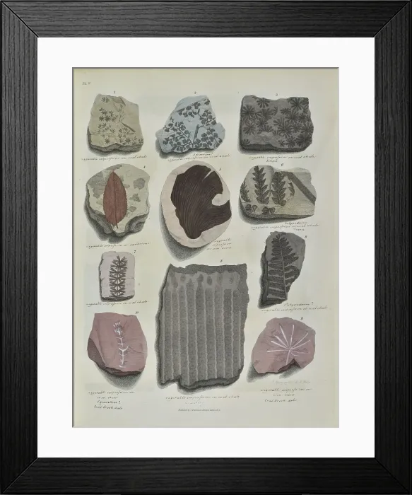 Framed Print : Remains of fossil plants, mostly leaves Framed Print : Remains of fossil plants, mostly leaves