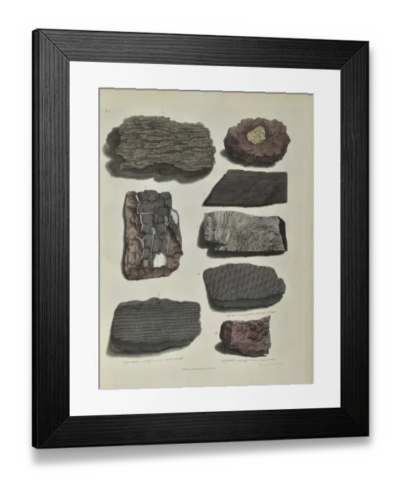 Framed Print : Remains of fossil plants, including fossil wood and bark Framed Print : Remains of fossil plants, including fossil wood and bark