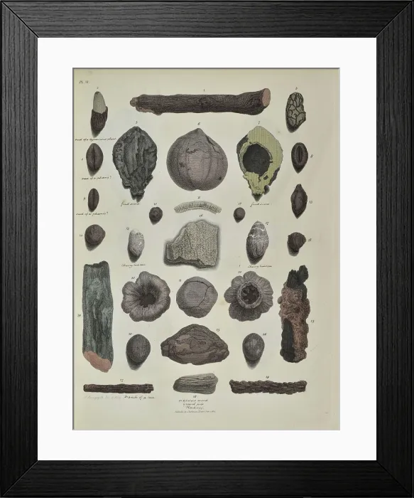 Framed Print : Remains of fossil plants, including twigs and nuts