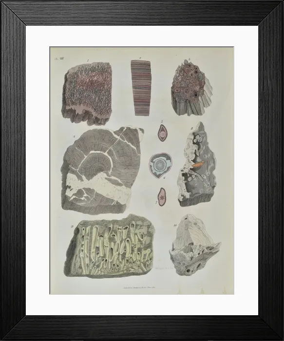 Framed Print : Remains of fossil plants Framed Print : Remains of fossil plants