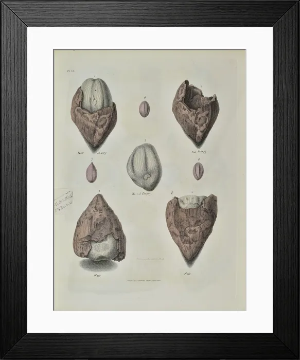 Framed Print : Remains of fossil plants from the Isle of Sheppey Framed Print : Remains of fossil plants from the Isle of Sheppey