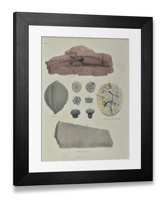 Framed Print : Remains of fossil plants Framed Print : Remains of fossil plants