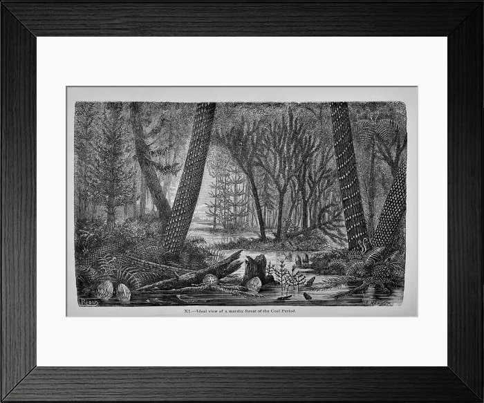 Framed Print : Ideal view of a marshy forest of the Coal Period Framed Print : Ideal view of a marshy forest of the Coal Period