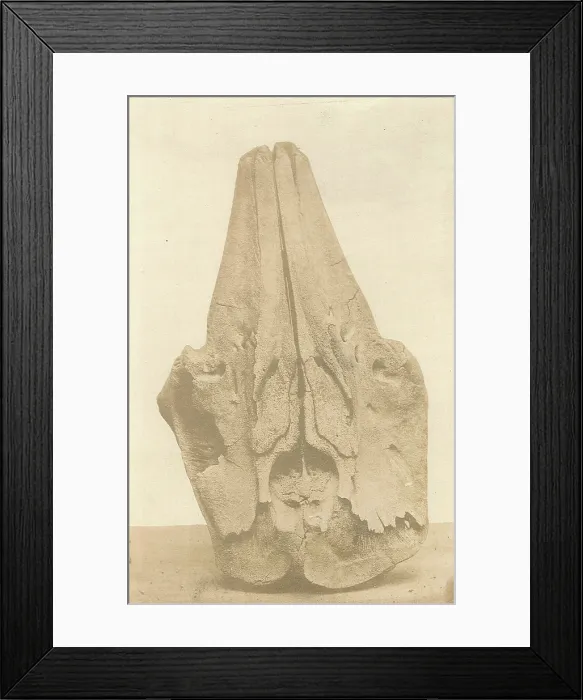 Framed Print : Skull of a whale from Spitzbergen Framed Print : Skull of a whale from Spitzbergen