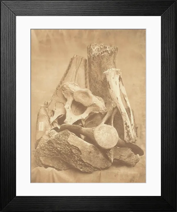 Framed Print : Whale bones from Spitzbergen Framed Print : Whale bones from Spitzbergen