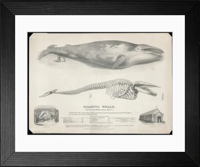 Framed Print : The Gigantic Greenland Whale Framed Print : The Gigantic Greenland Whale