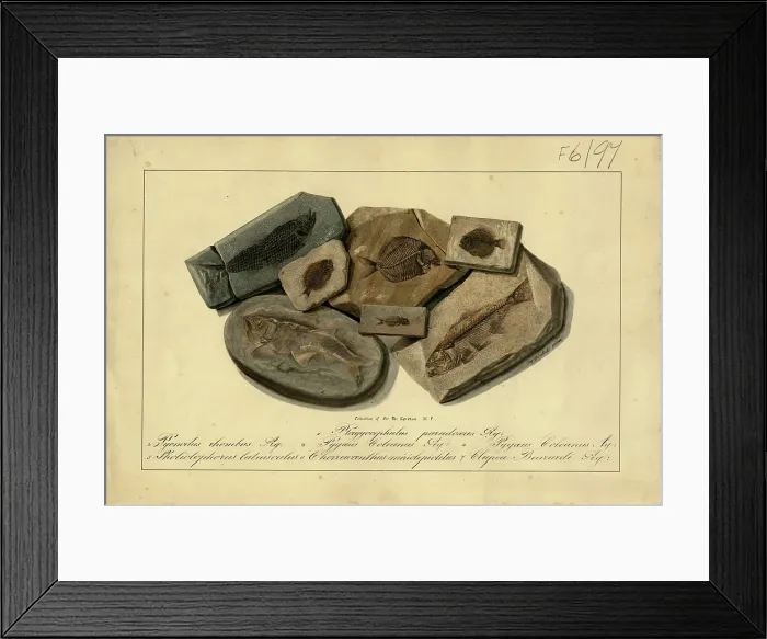 Framed Print : Fossil Fish of Sir Philip de Malpas Grey Egerton Framed Print : Fossil Fish of Sir Philip de Malpas Grey Egerton