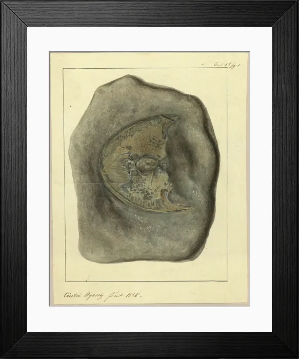 Framed Print : Cephalaspis Lyelli Framed Print : Cephalaspis Lyelli