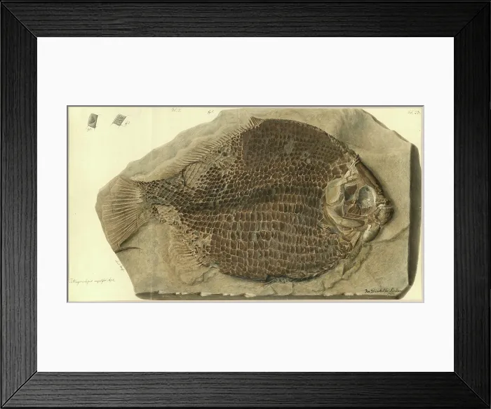 Framed Print : Tetragonolepis angulifer Agassiz Framed Print : Tetragonolepis angulifer Agassiz
