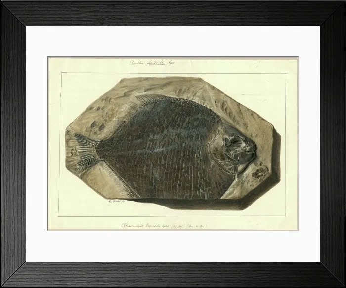Framed Print : Tetragonolepis Magneville Agassiz Framed Print : Tetragonolepis Magneville Agassiz