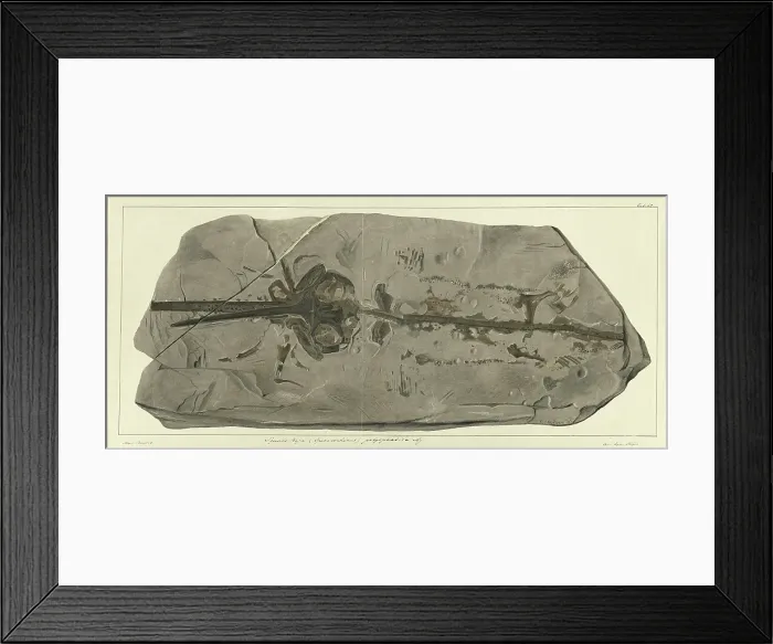 Framed Print : Squalo-raja (Spinacorhinus) polyspondila Agassiz Framed Print : Squalo-raja (Spinacorhinus) polyspondila Agassiz