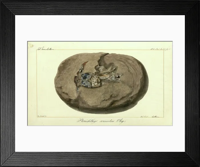 Framed Print : Pterichthys cornutus Agassiz Framed Print : Pterichthys cornutus Agassiz