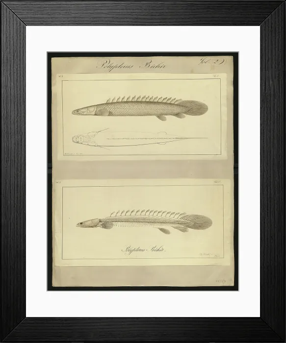 Framed Print : Polypterus bichir Framed Print : Polypterus bichir