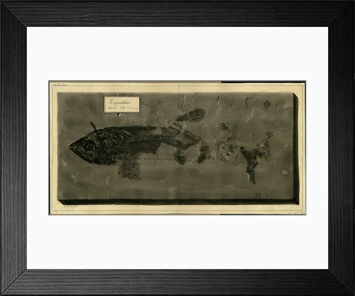 Framed Print : Eugnathus chirotes Agassiz Framed Print : Eugnathus chirotes Agassiz