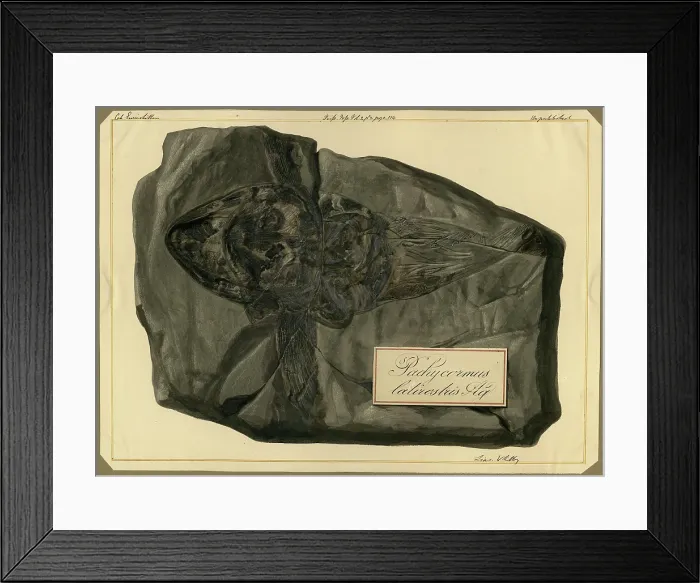 Framed Print : Pachycormus latirostris Agassiz Framed Print : Pachycormus latirostris Agassiz
