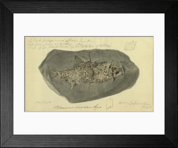 Framed Print : Palaeoniscus striolatus Agassiz Framed Print : Palaeoniscus striolatus Agassiz