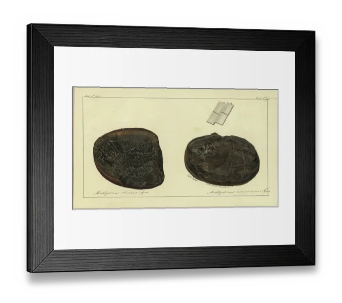 Framed Print : Amblypterus striatus Agassiz, Amblypterus nemopterus Agassiz Framed Print : Amblypterus striatus Agassiz, Amblypterus nemopterus Agassiz