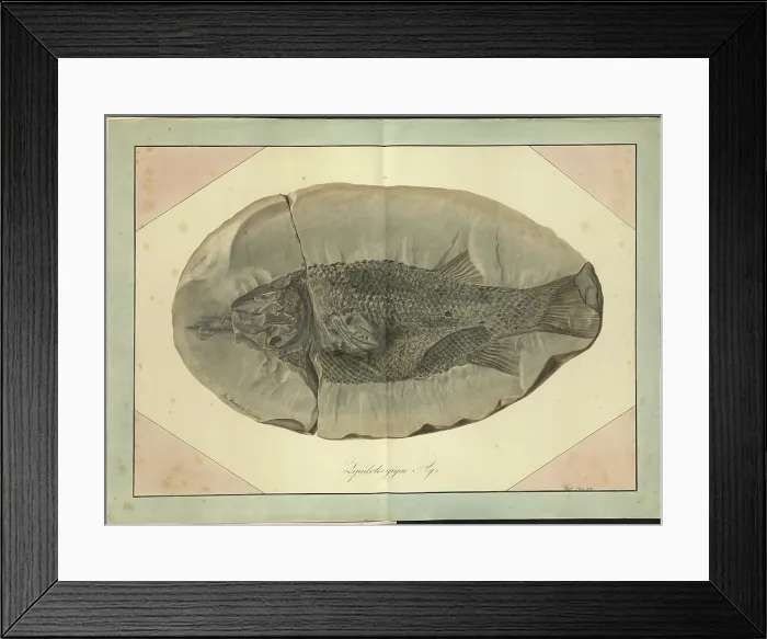 Framed Print : Lepidotus gigas Agassiz Framed Print : Lepidotus gigas Agassiz
